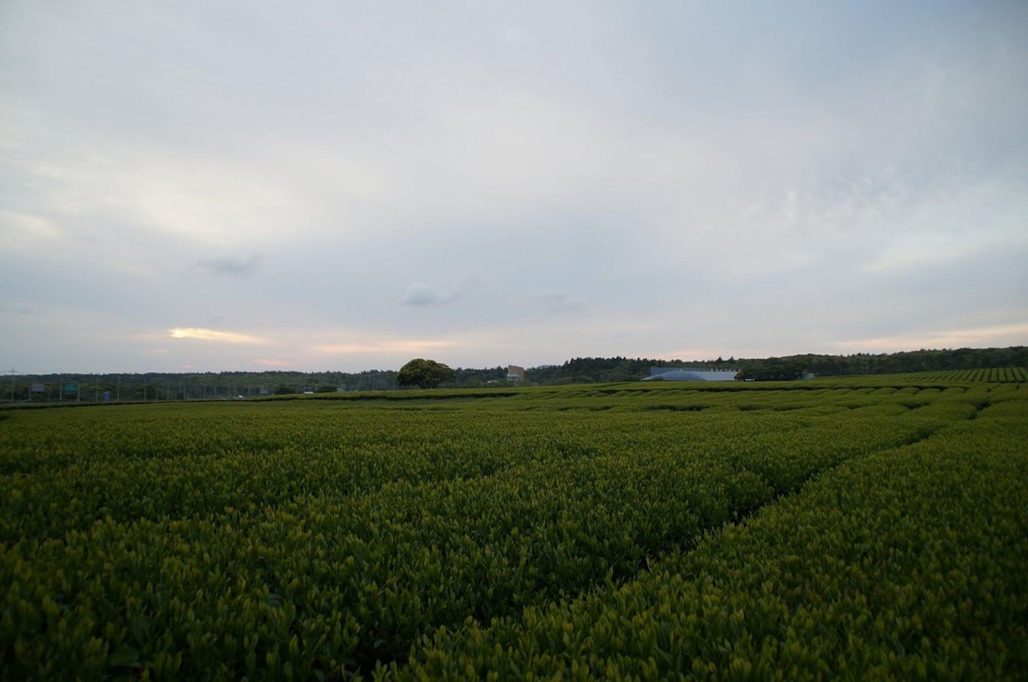 Jeju Aerospace Hotel Seogwipo Exteriör bild